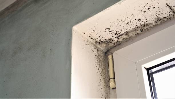 Mold Odor Removal Services in Houston, PA