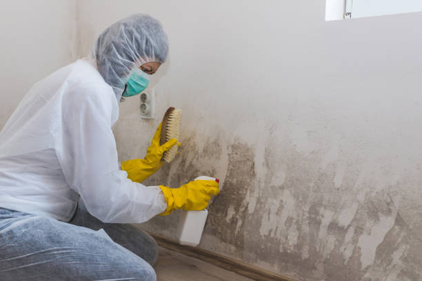Mold Remediation for Vacation Homes in Houston, PA
