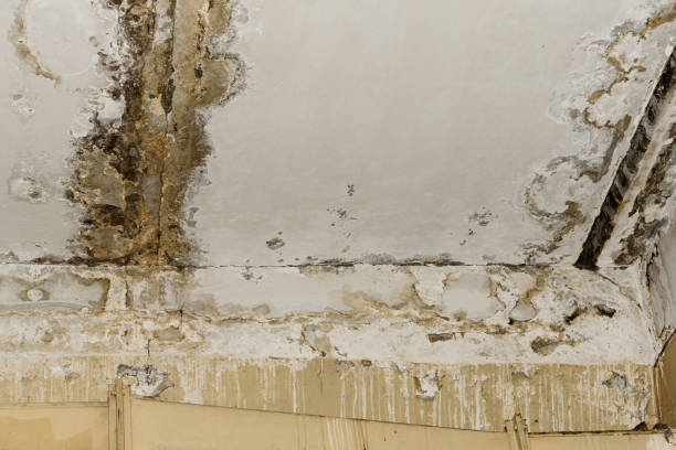 Best Mold Prevention Services  in Houston, PA