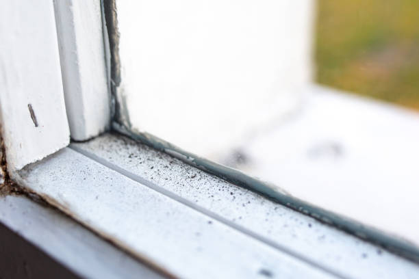 Best Emergency Mold Remediation  in Houston, PA