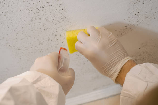 Best Mold Remediation for Healthcare Facilities  in Houston, PA